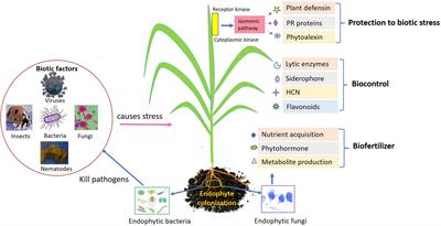 Endophytes and their potential in biotic stress management and crop production
